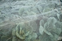 Савойська капуста в полі — стокове фото