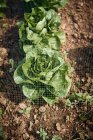 Organic Bibb Lettuce close-up view — Stock Photo