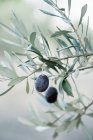 Vista da vicino sulle olive nere mature — Foto stock