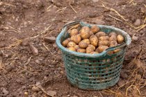 Patatas recién cosechadas en una canasta - foto de stock