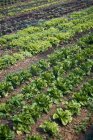Frischer Eichensalat und Salat auf dem Feld — Stockfoto