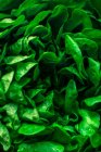 Lettuce leaves close-up view - foto de stock
