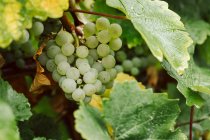 Білий виноград на лозі — стокове фото
