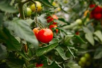 Tomates rouges sur la vigne — Photo de stock