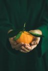 Agrumes de mandarine crus frais dans les mains — Photo de stock