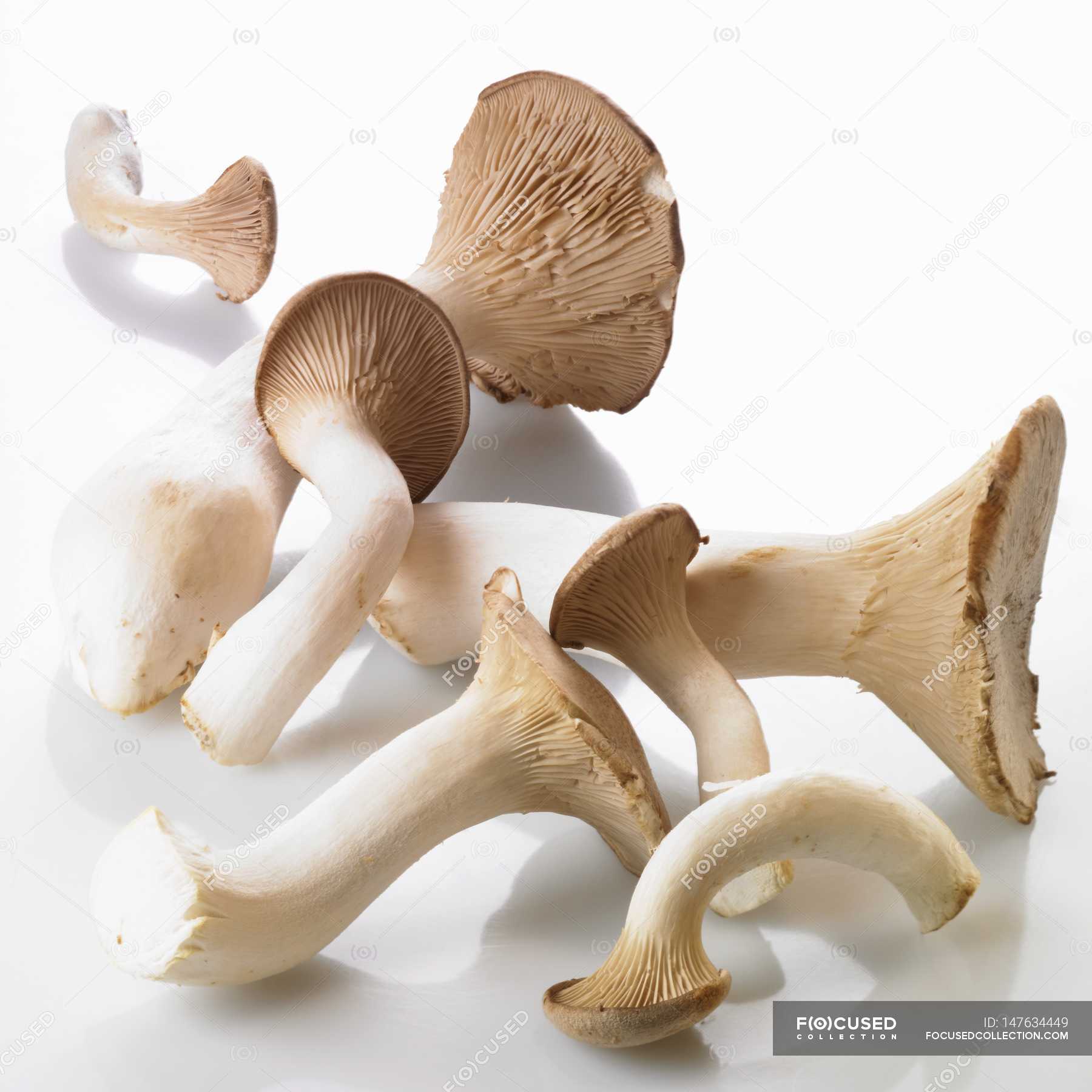 King trumpet mushrooms — several, food Stock Photo 147634449
