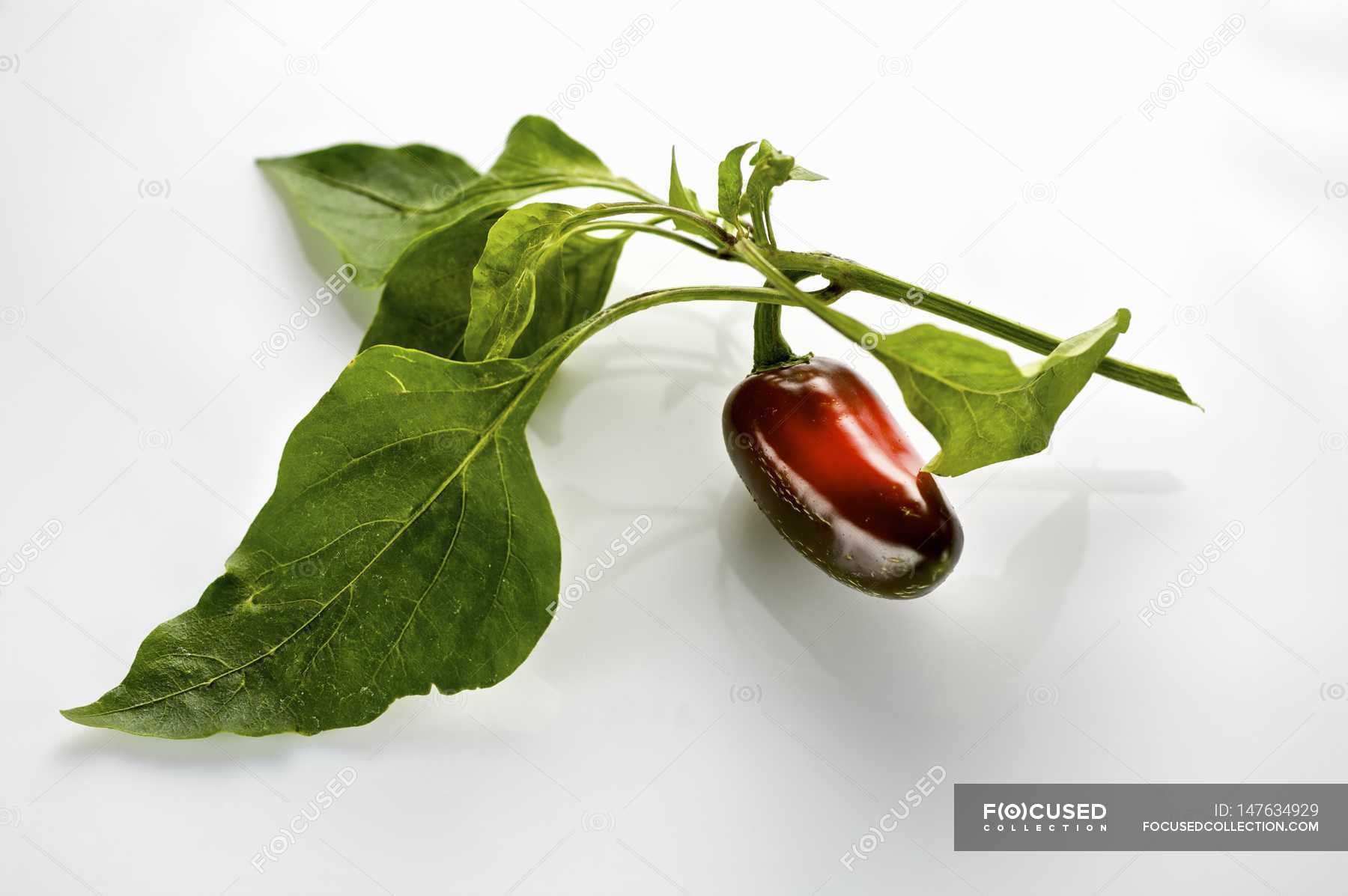 Jalapeno chilli pepper — yummy, vegetables Stock Photo 147634929