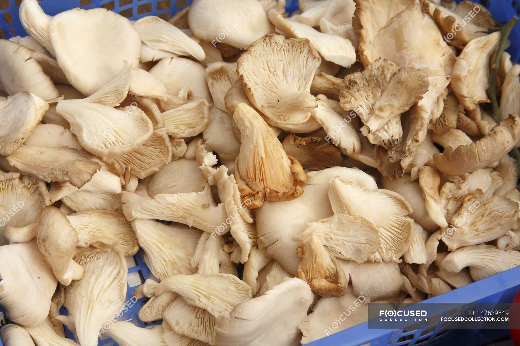 Oyster Mushrooms on Display — edible mushrooms, fresh - Stock Photo ...