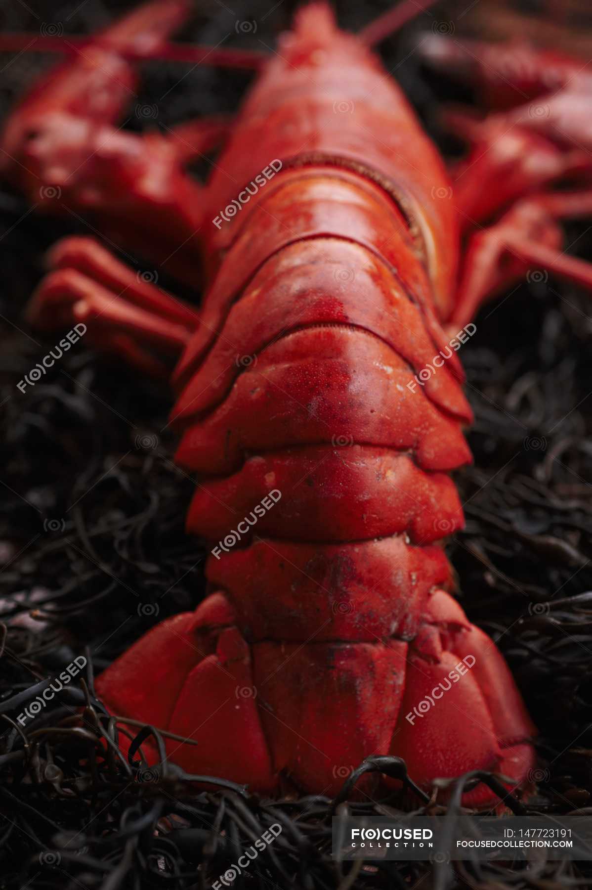 Whole Steamed Lobster — lobster recipes, out of focus - Stock Photo ...