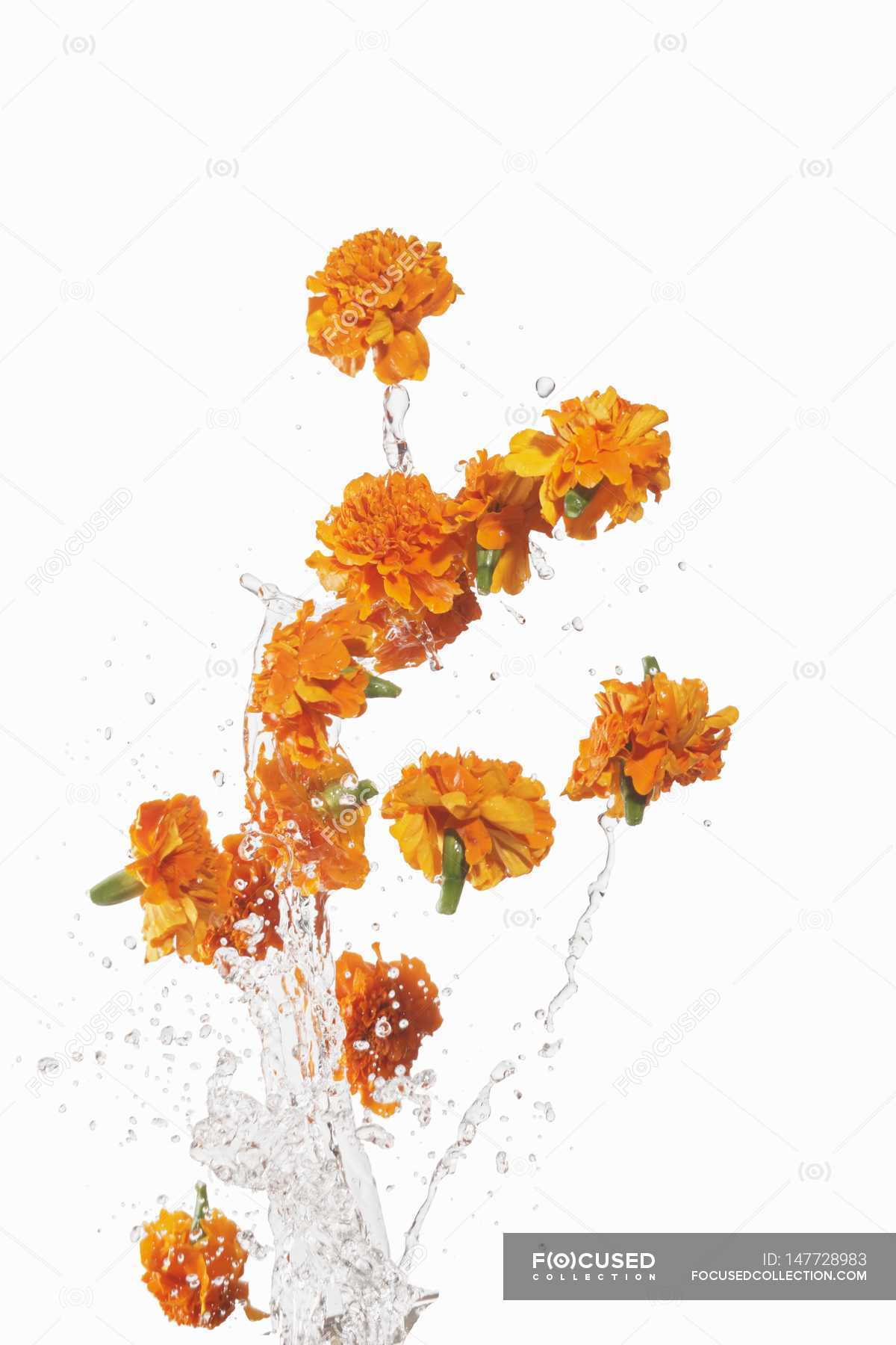 Closeup view of washing Marigolds with water on a white surface ...