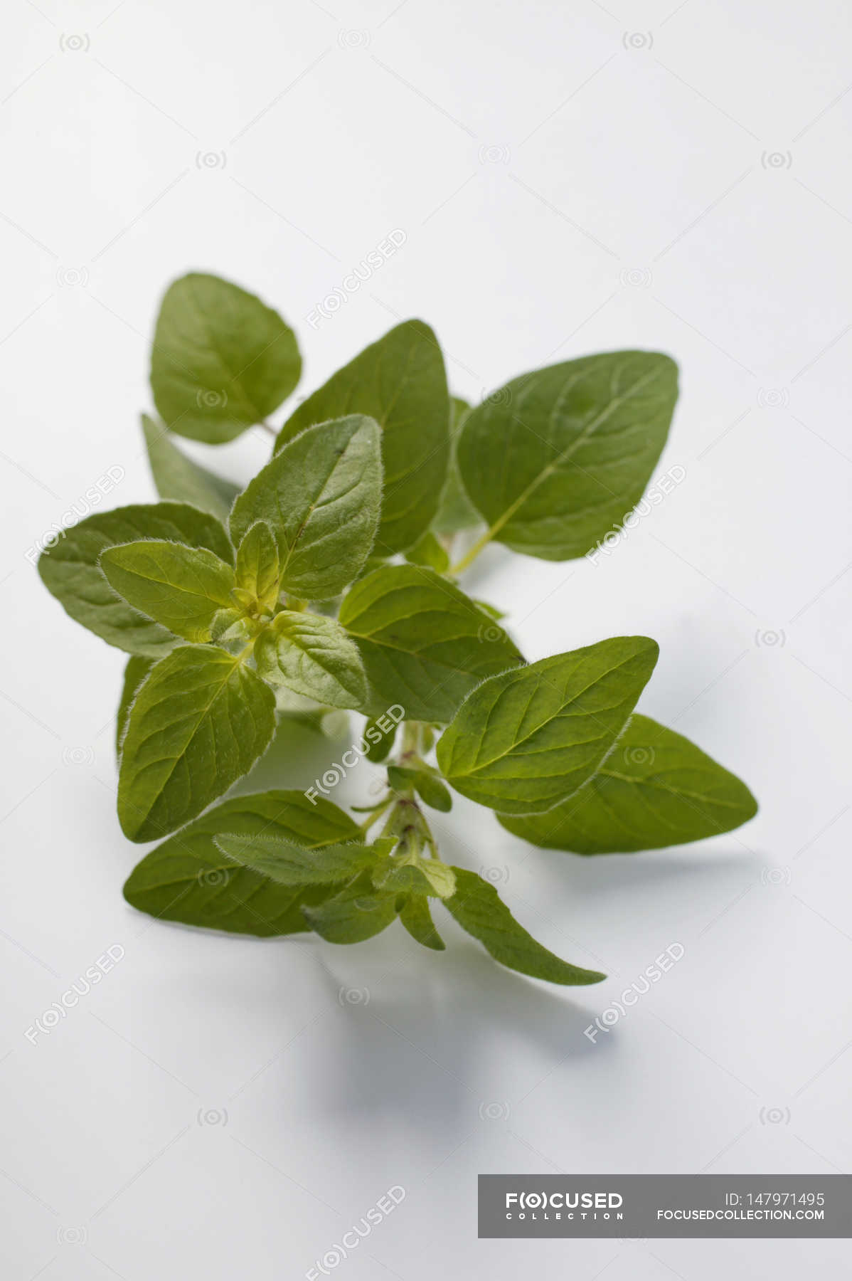 Fresh marjoram leaves — vegetarian, vegan Stock Photo 147971495