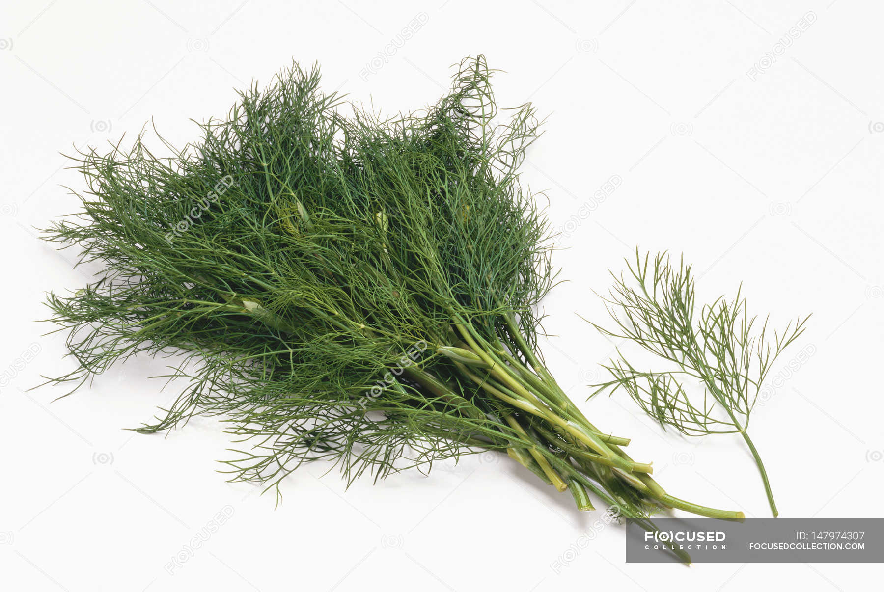 Bunch and sprig of fresh dill — herb, organic Stock Photo 147974307