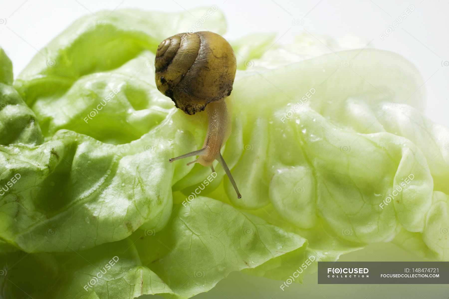 Snail on lettuce leaf — raw food, yummy Stock Photo 148474721