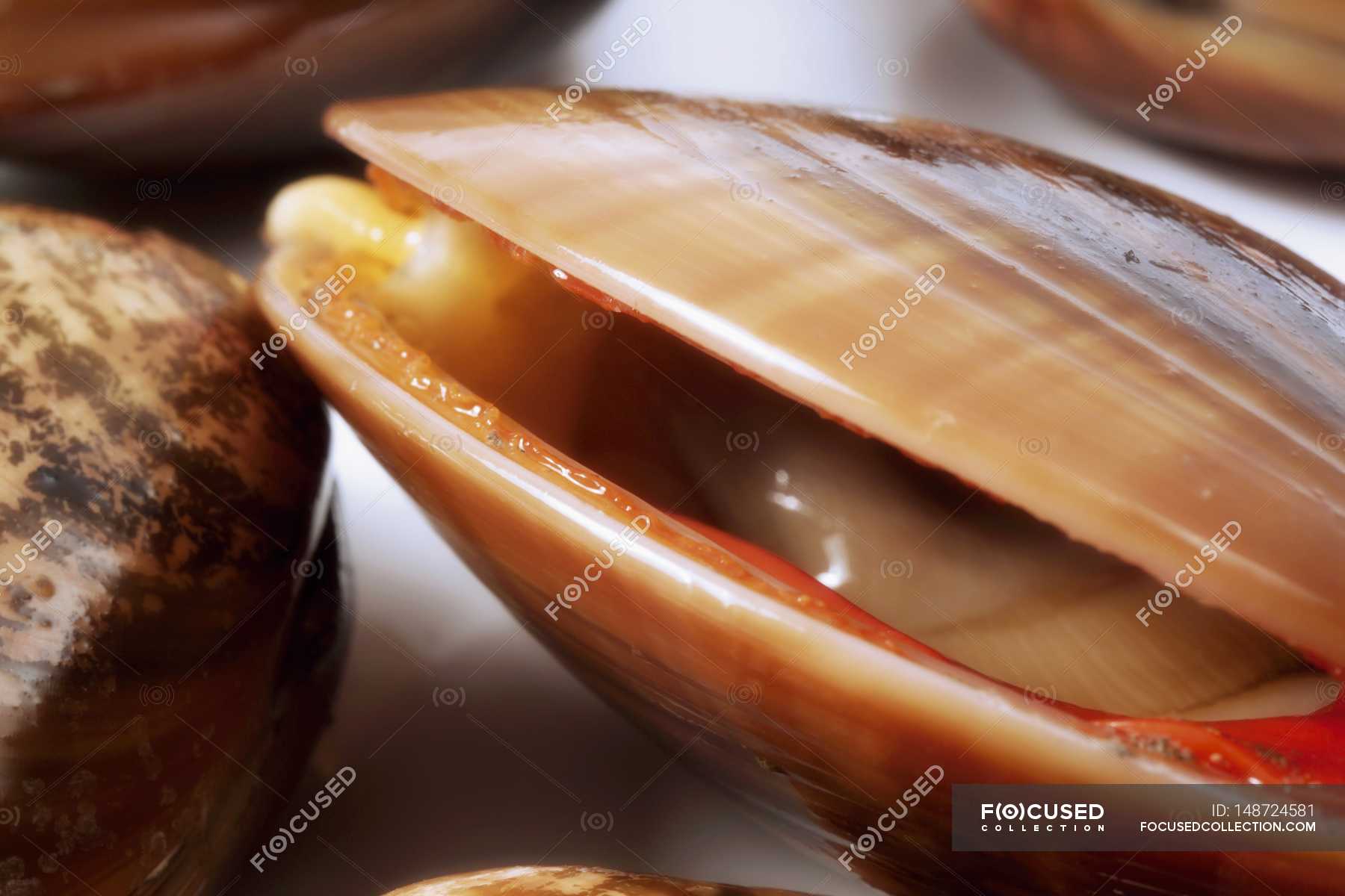 Closeup view of clam with opened valves — close up, seafood Stock