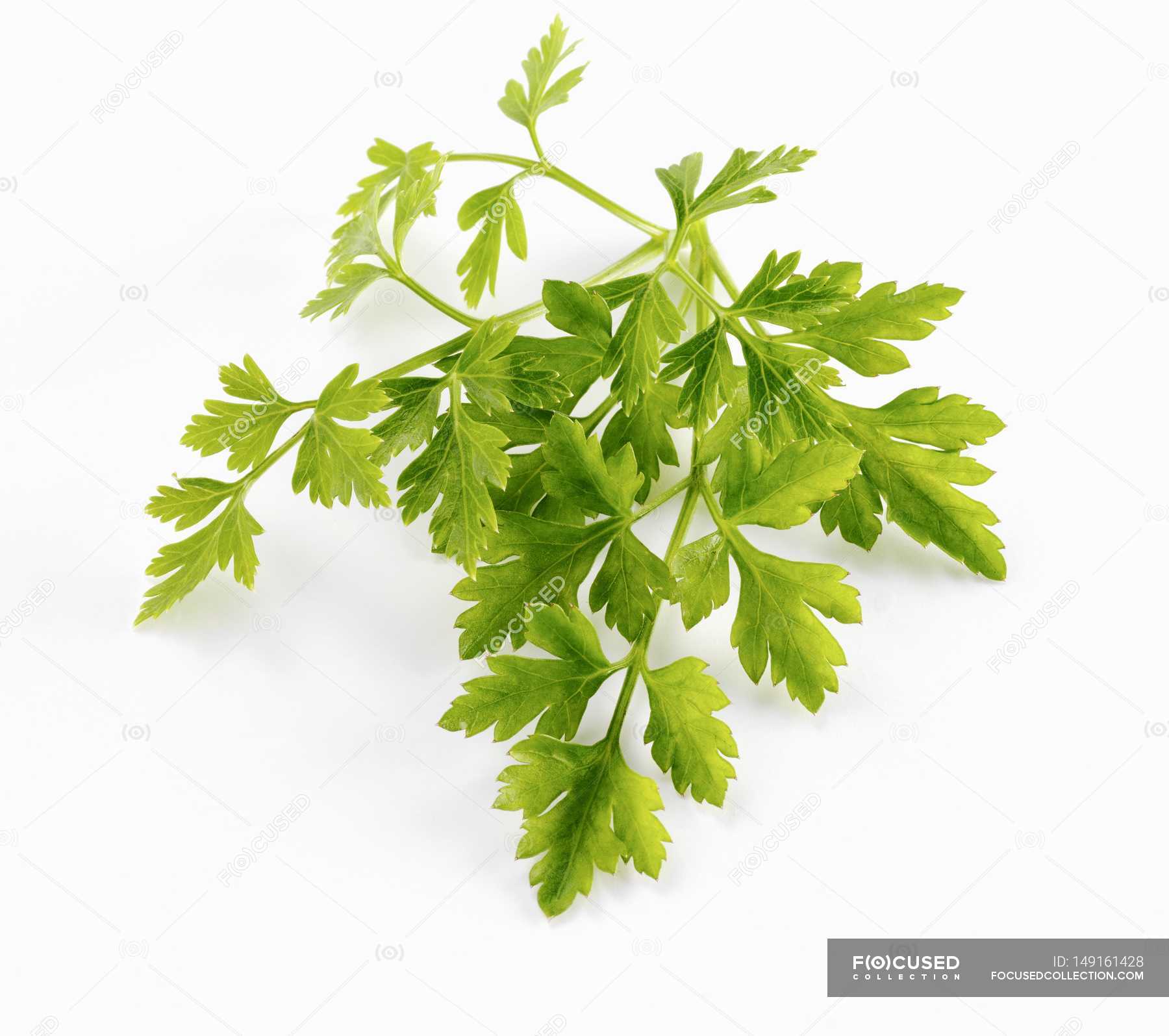 Basil parsley chervil