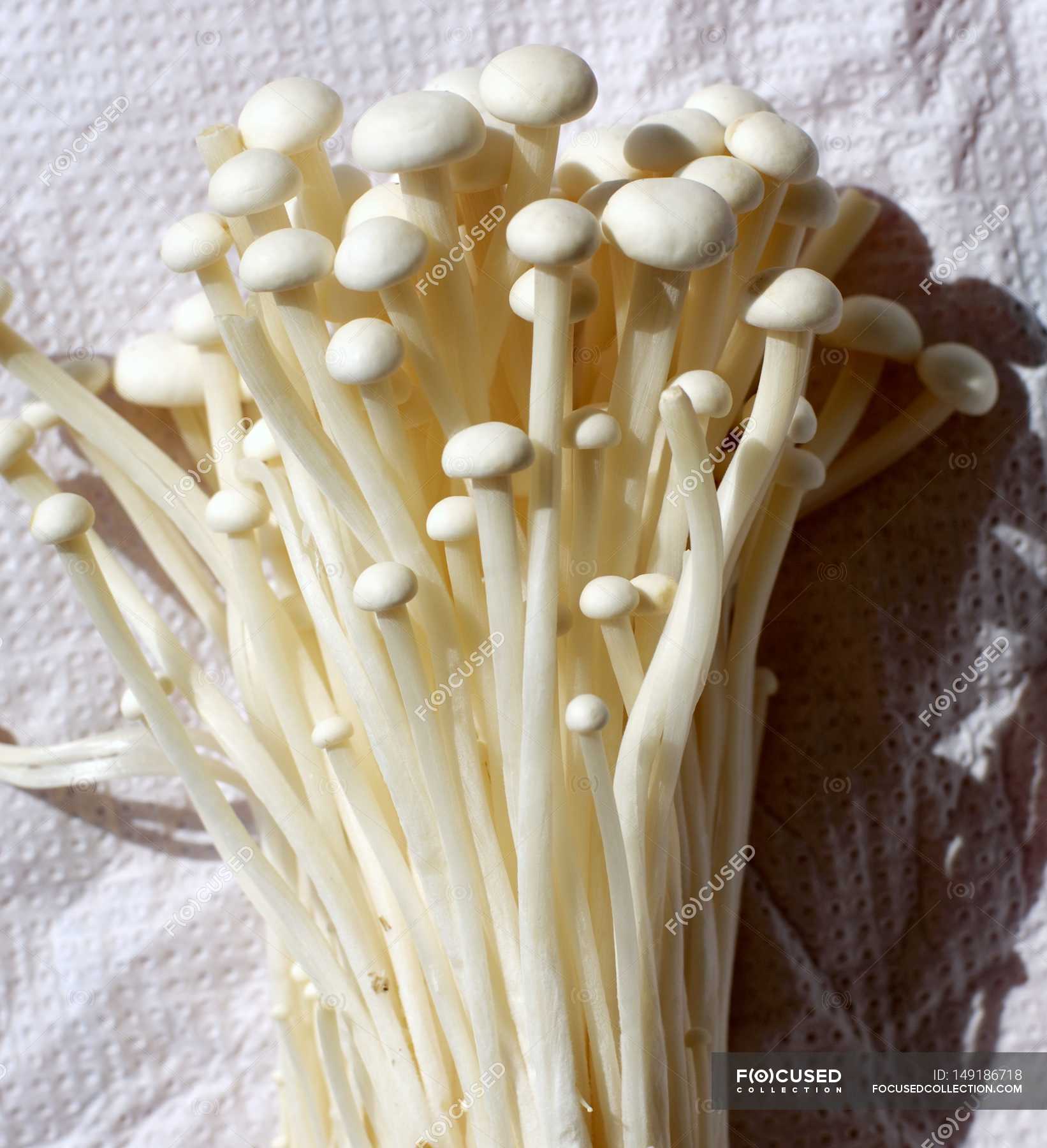 Enokitake Mushrooms Close Up Uncooked Edible Mushrooms Stock Photo Enokitake Mushrooms Close Up Uncooked Edible Mushrooms Stock Photo