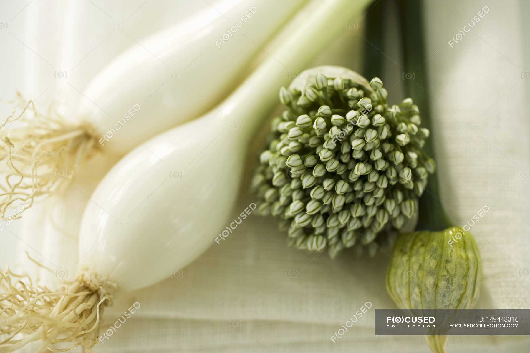 Spring onions and garlic chives — Soft Focus, veg Stock Photo