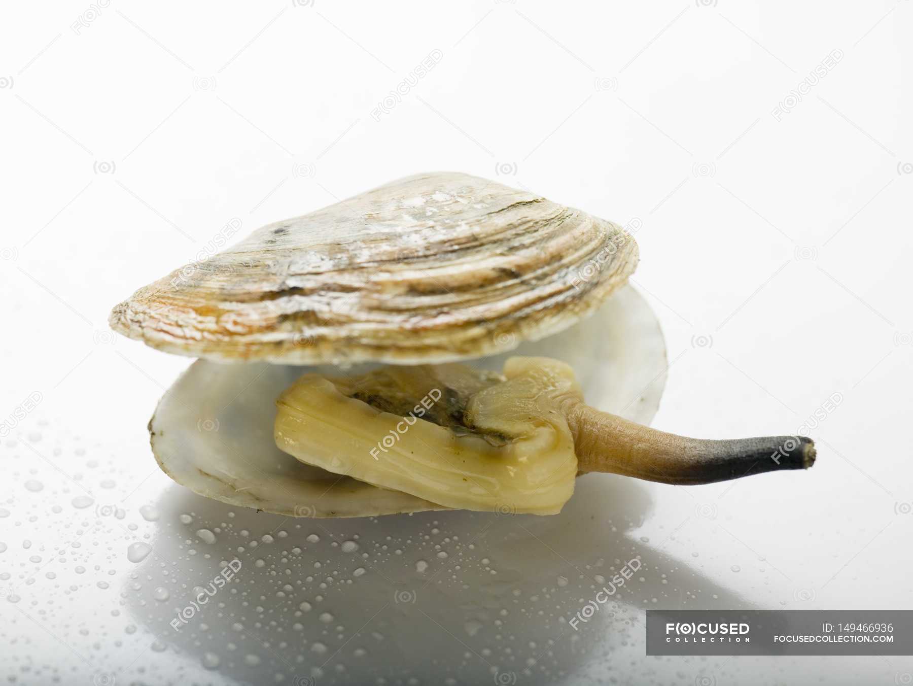 Closeup view of cooked clam in shell on white surface — food, calories