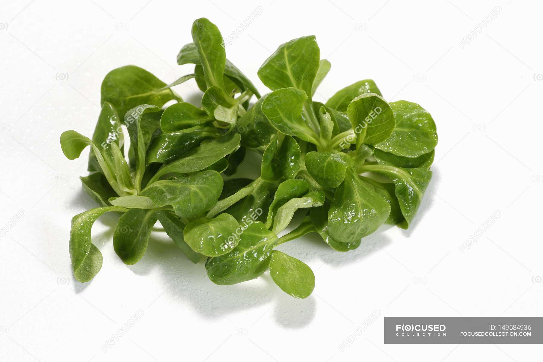 Fresh Corn salad leaves — antioxidant, Healthy Eating Stock Photo