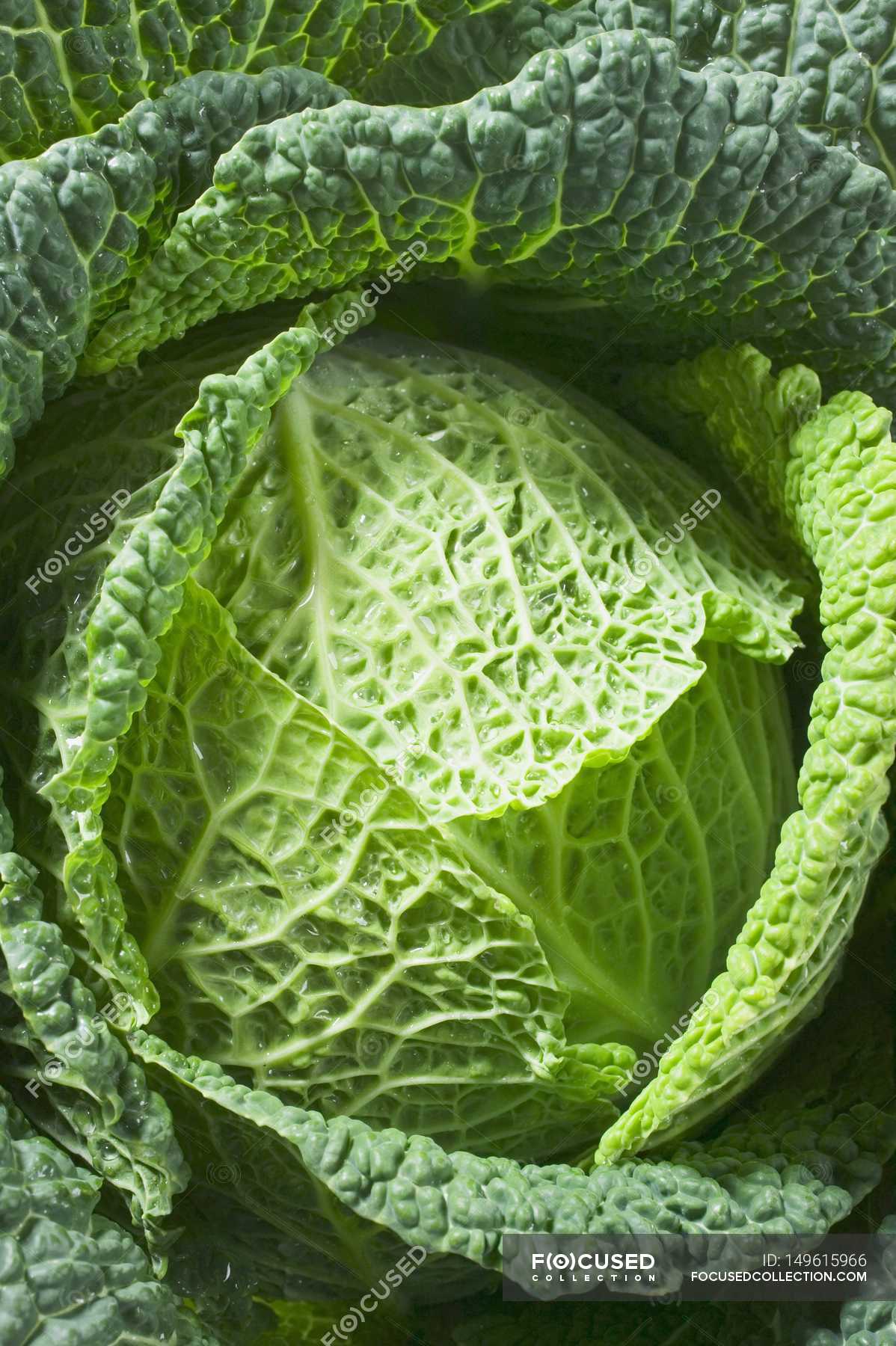 Green Savoy cabbage — uncooked, lifestyle Stock Photo 149615966