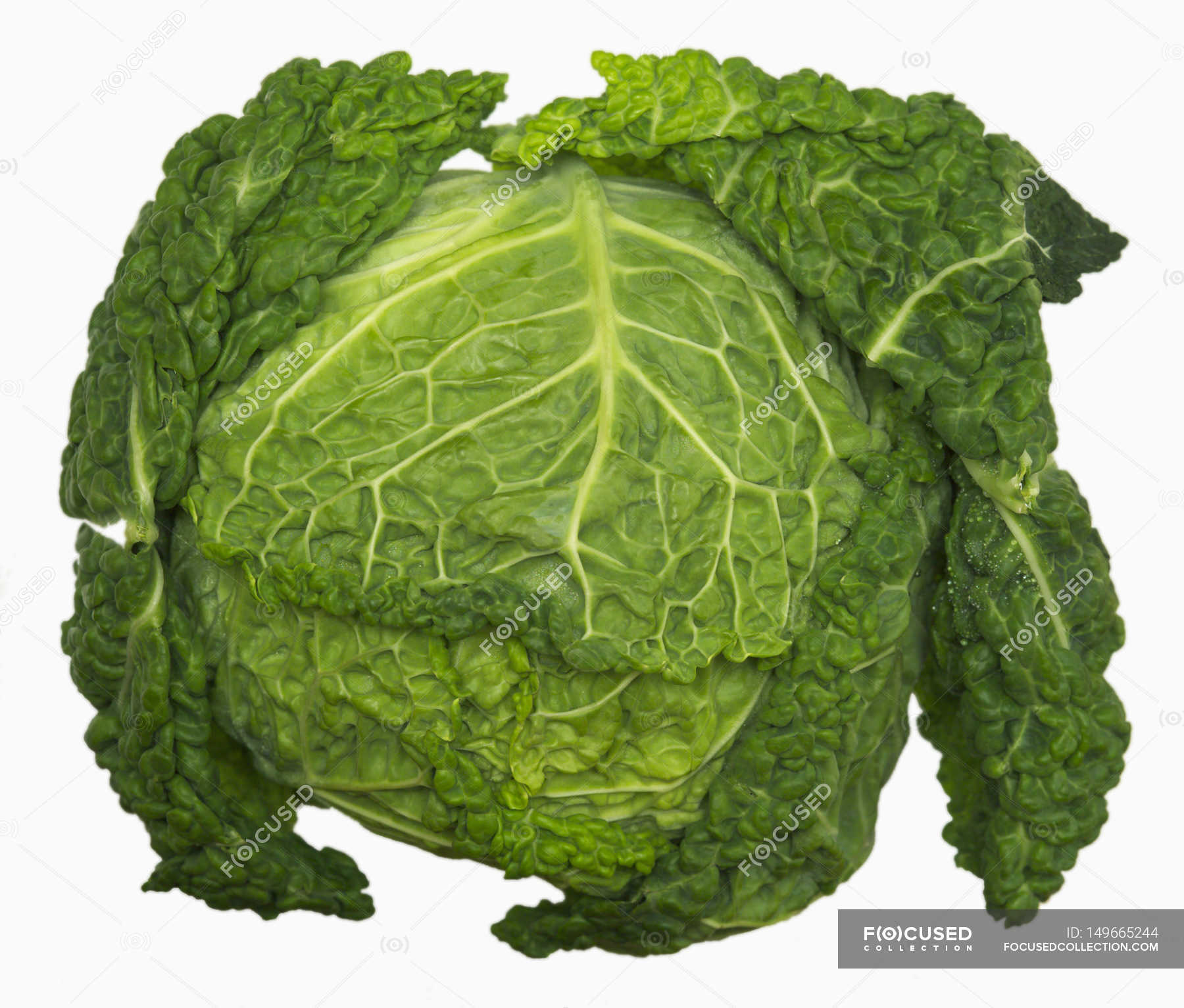 Green Savoy cabbage — uncooked, diet Stock Photo 149665244