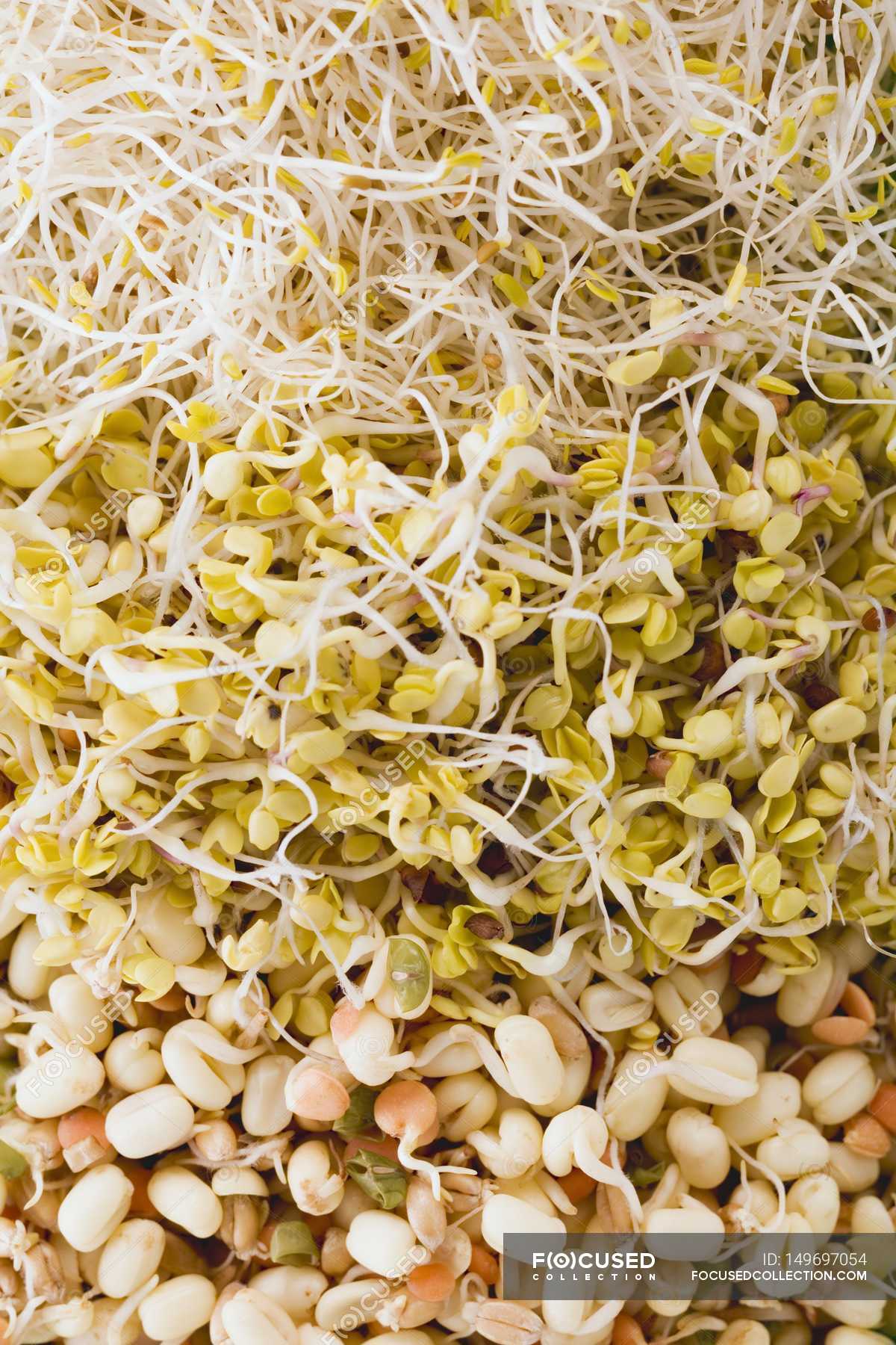 Various types of sprouts — meal, product Stock Photo 149697054
