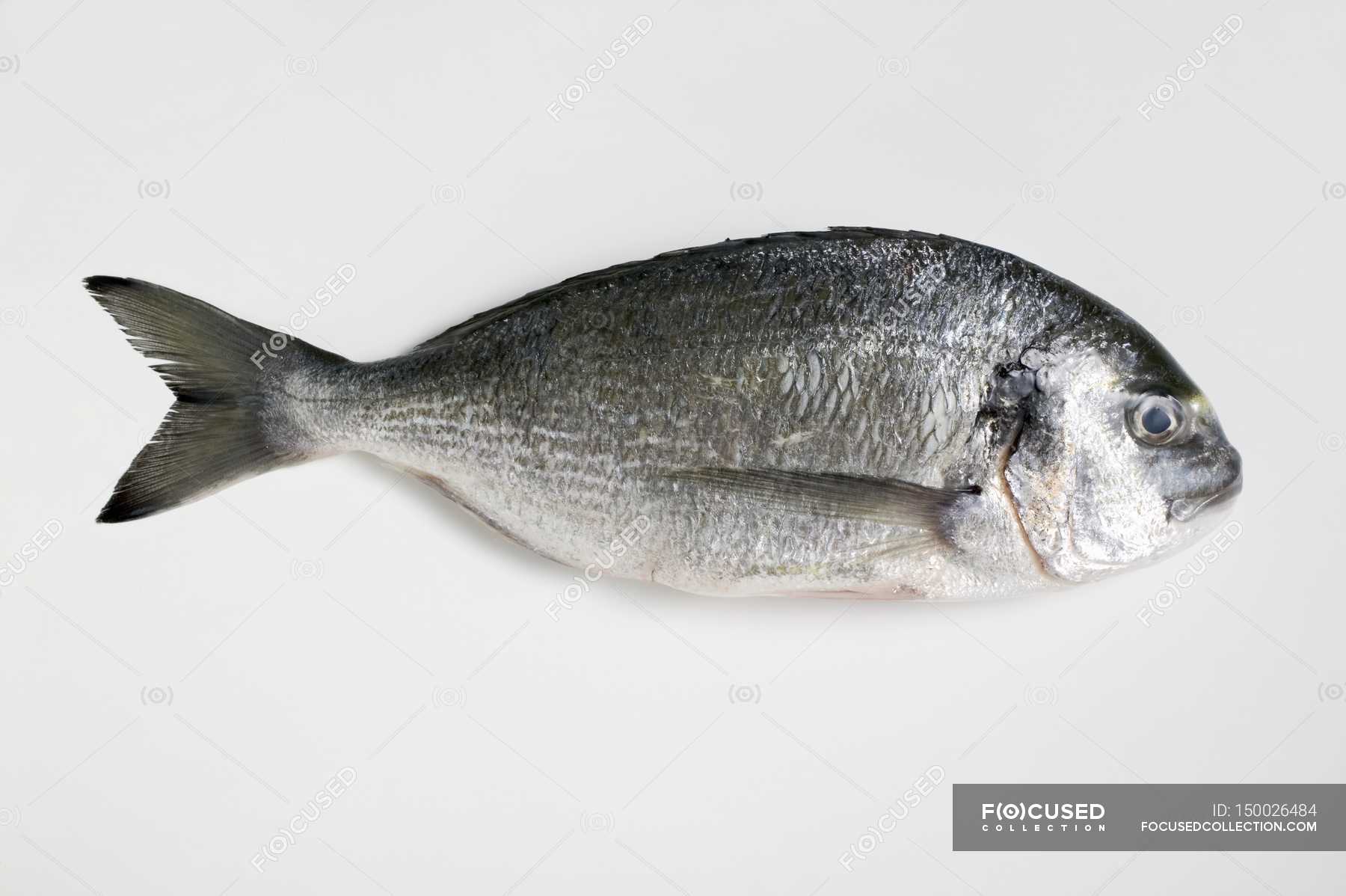 Fresh whole sea bream — seafood, freshly caught - Stock Photo | #150026484