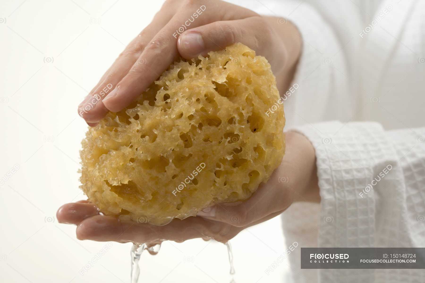 wet sponge
