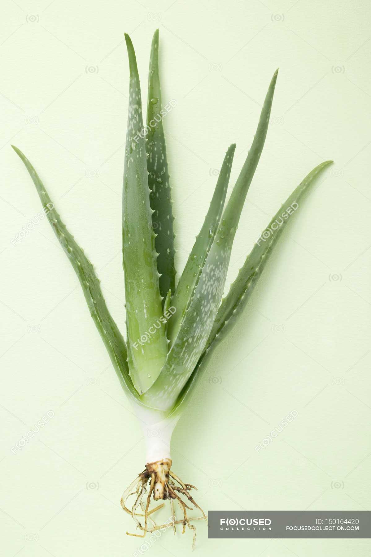 Aloe vera on white background — nature, shape - Stock Photo | #150164420