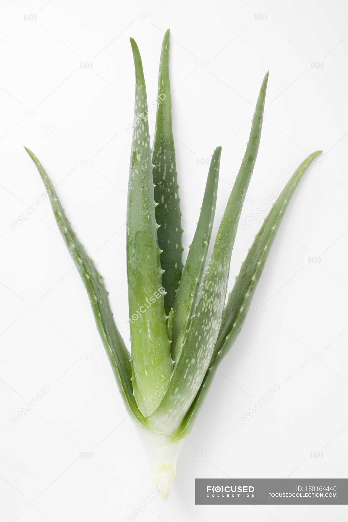 Aloe vera on white background — serene, decorative - Stock Photo |  #150164440