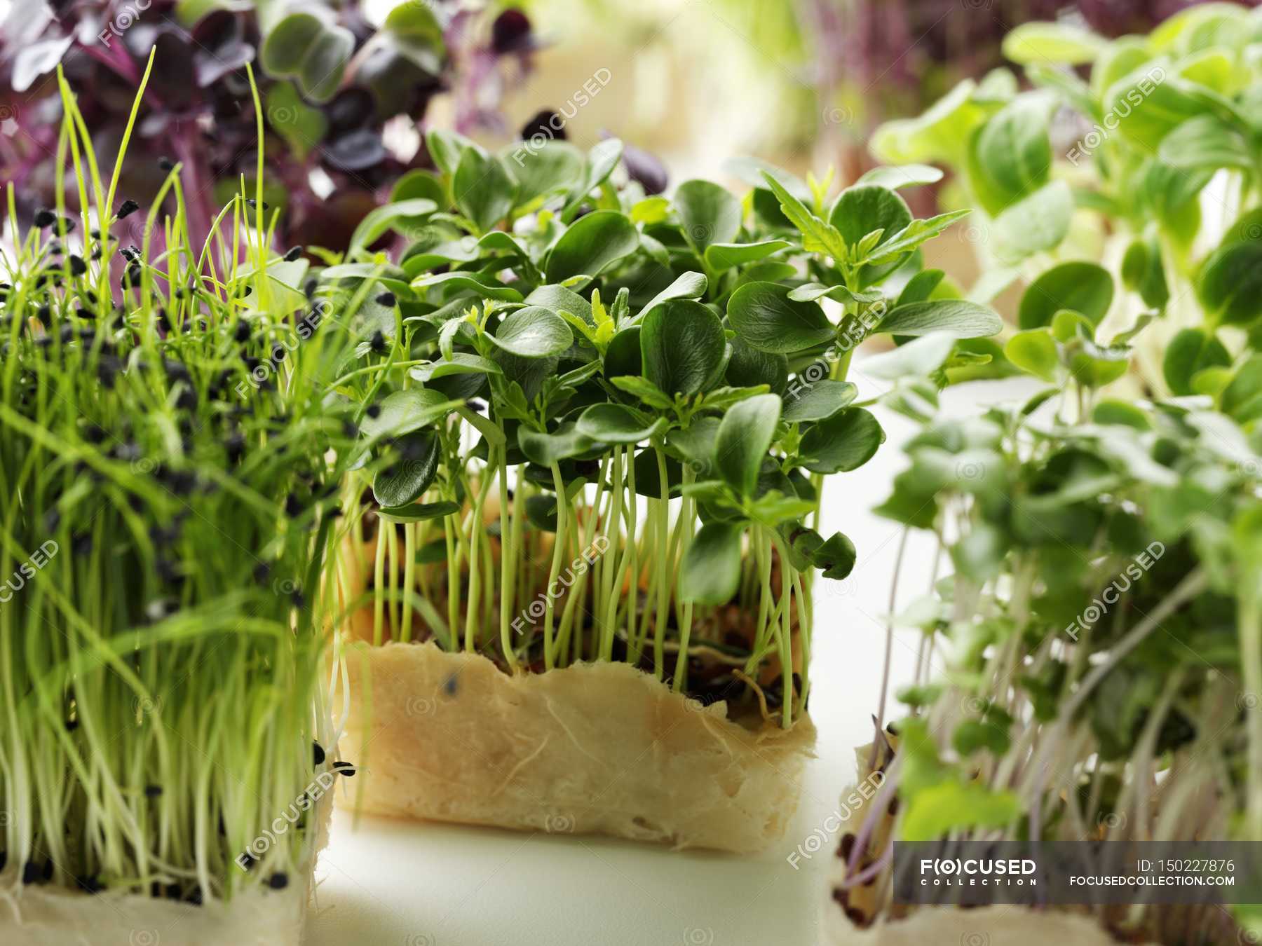 Various green sprouts — white, natural food - Stock Photo | #150227876