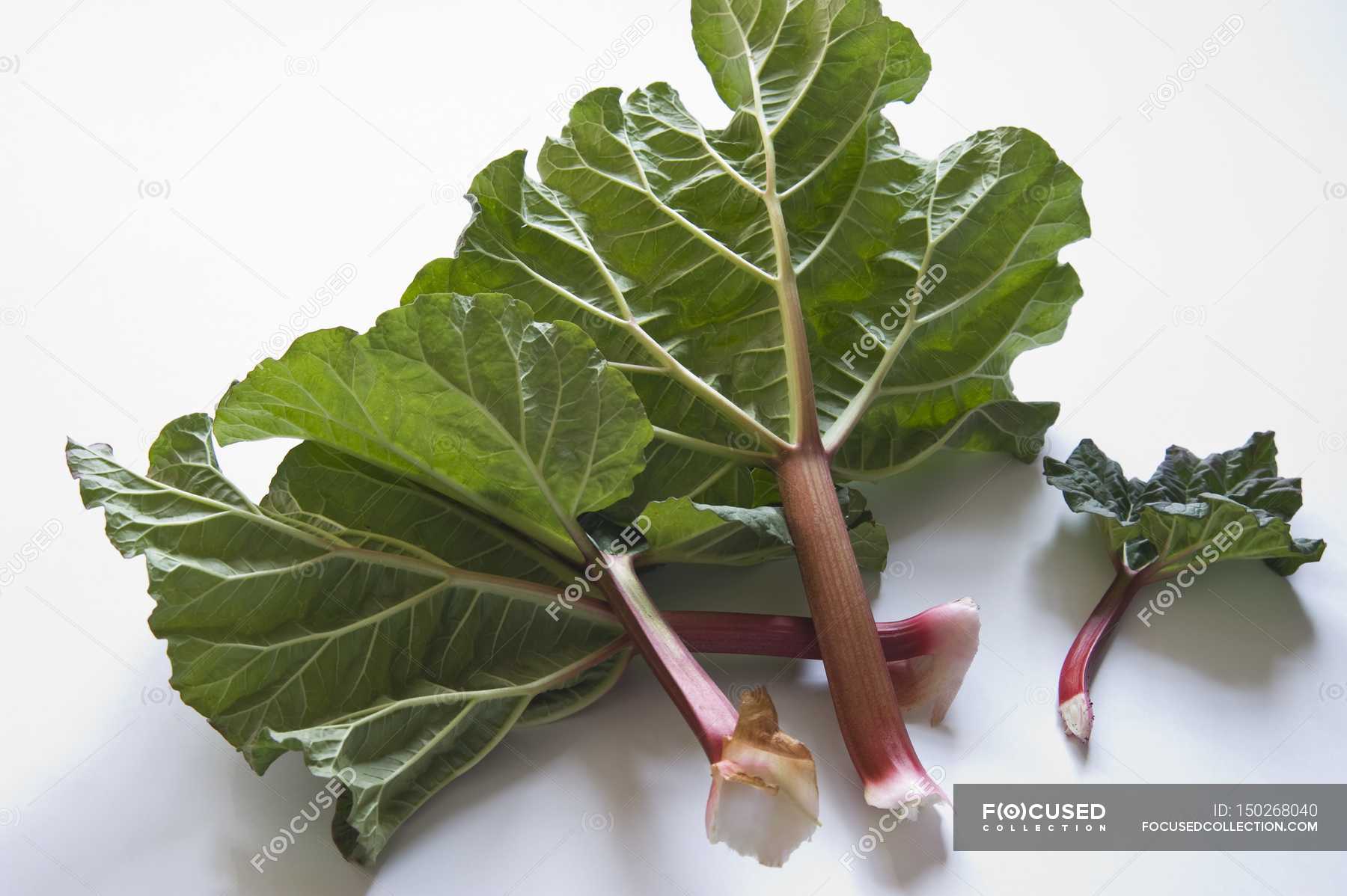 Ревень дланевидный. Ревень китай 17 век. Голубцы в листе. Болезни ревеня. Что приготовить из листьев ревеня.