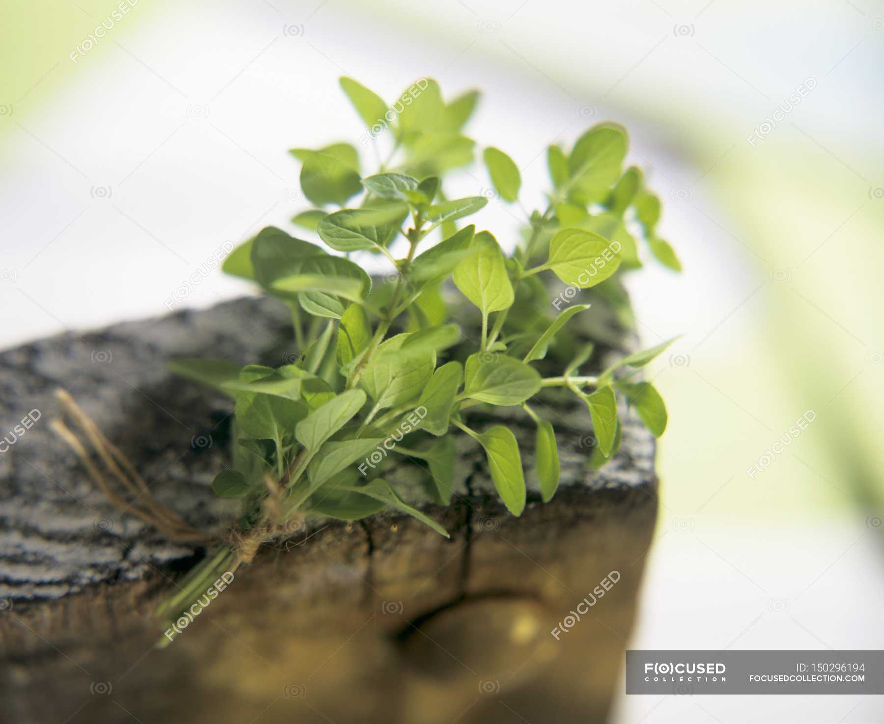 Bunch of fresh marjoram — meal, taste Stock Photo 150296194