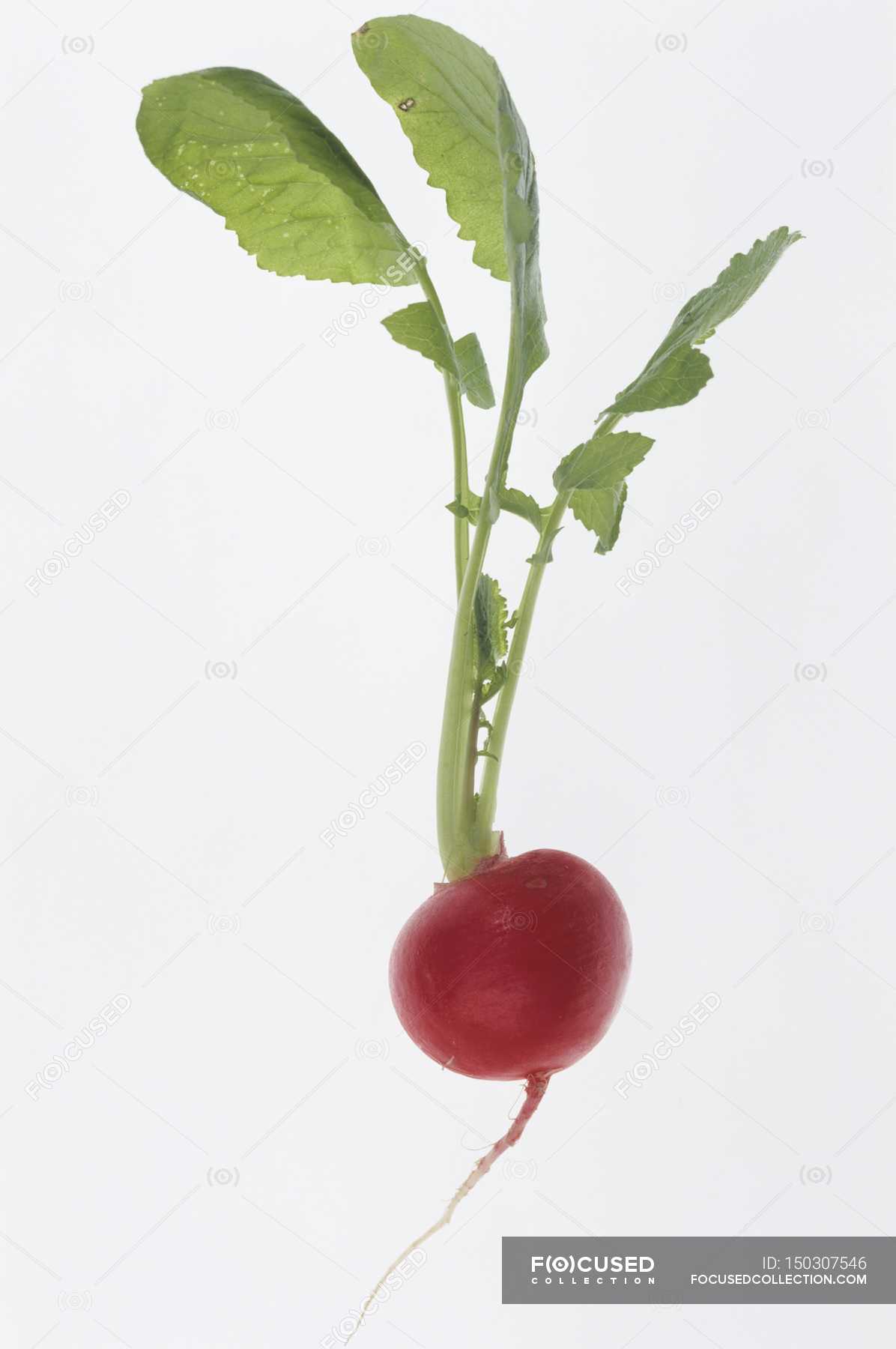 Fresh Ripe Radish Healthy Food Stock Photo