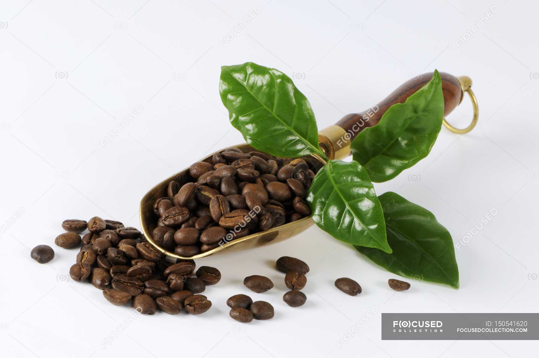 Кофе зерна листья