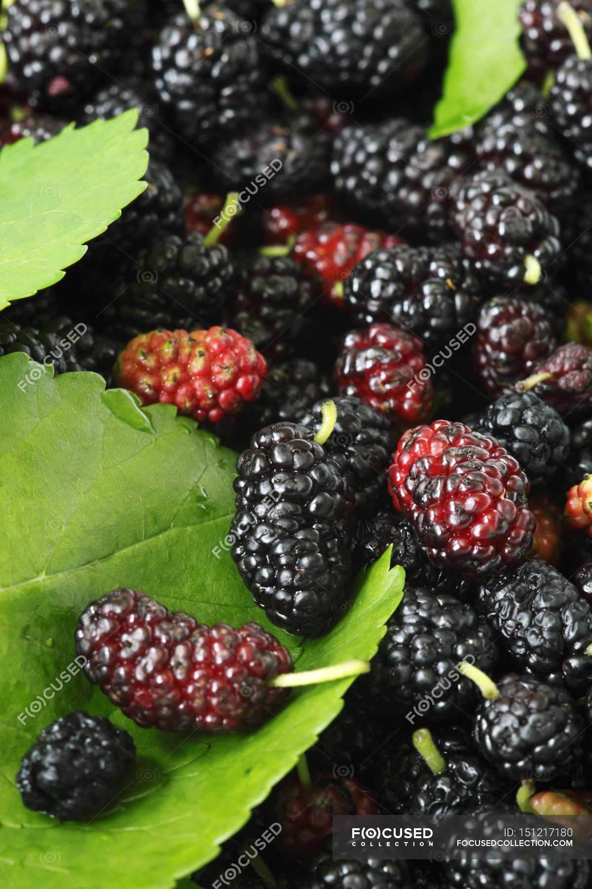 Fresh Mulberries In Heap Picked Eating Stock Photo Fresh Mulberries In Heap