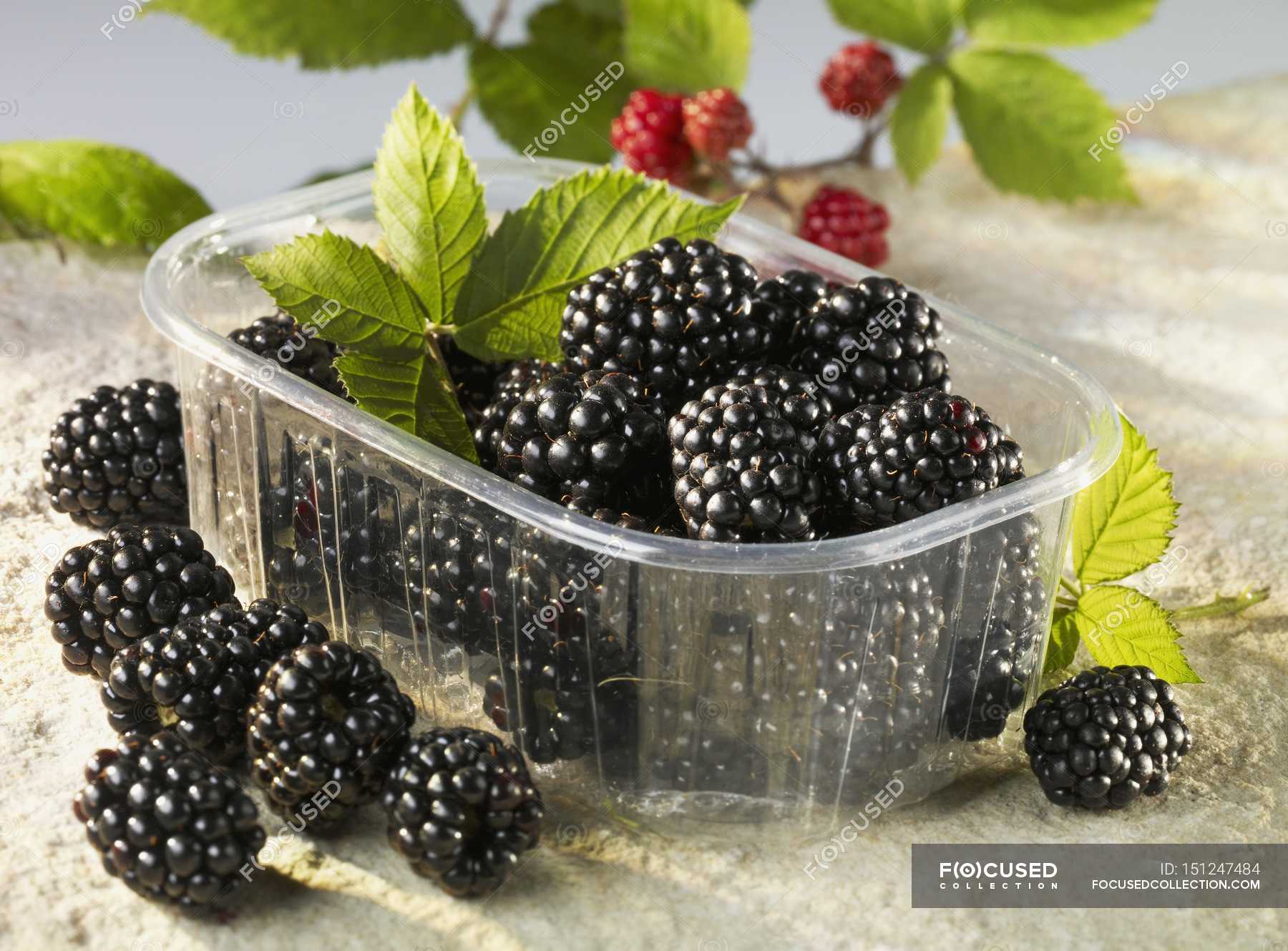 Blackberries in plastic container — Healthy Eating, Front View Stock