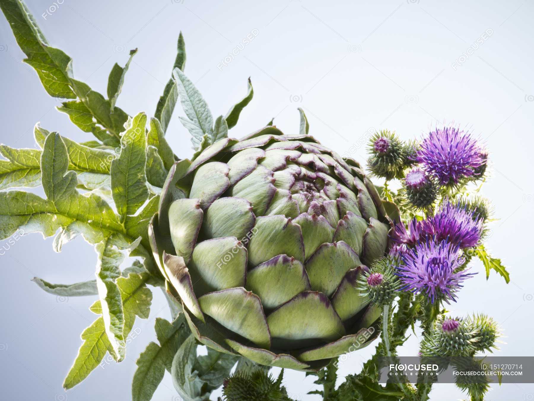 Артишок и расторопша. 300мг №30 бад витасайнс. Артишок премиум 30 капсул. Артишок премиум расторопши. Капсулы холин-артишок- расторопша.