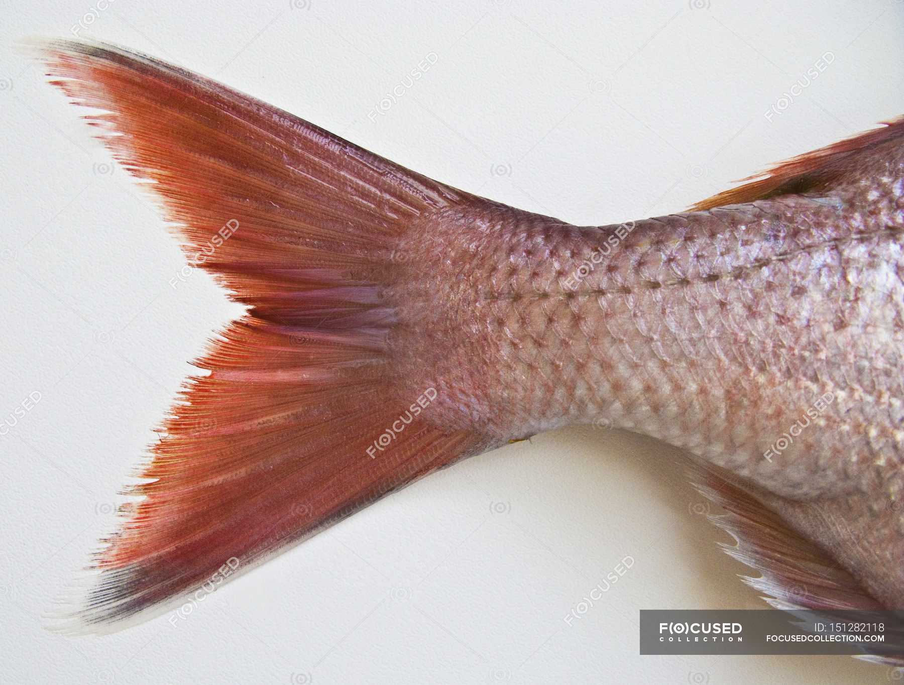 Fresh Fish Tail Fin Nutrition Diet Stock Photo 151282118