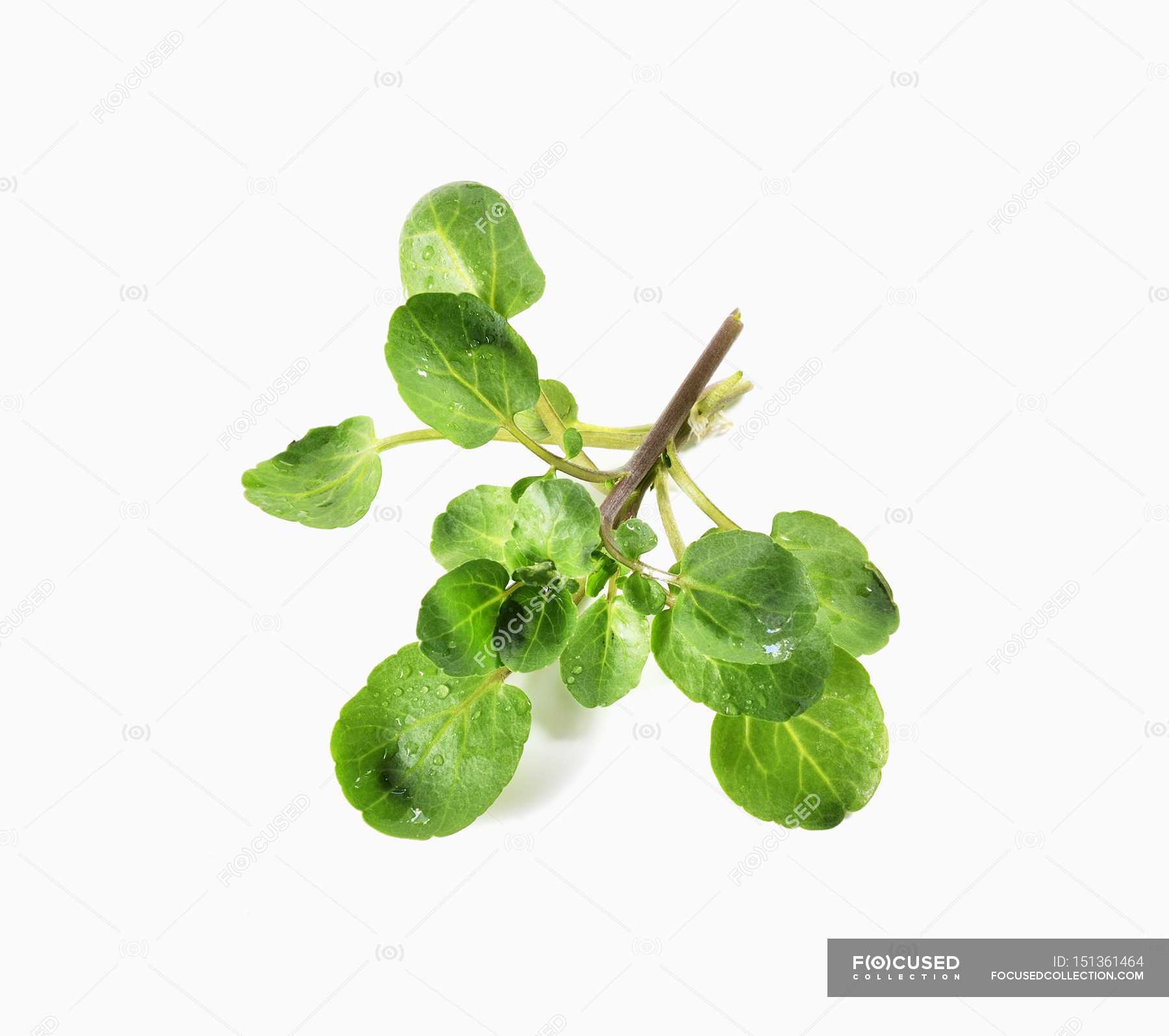 Fresh Bunch of Upland Cress — vegan, organic - Stock Photo | #151361464