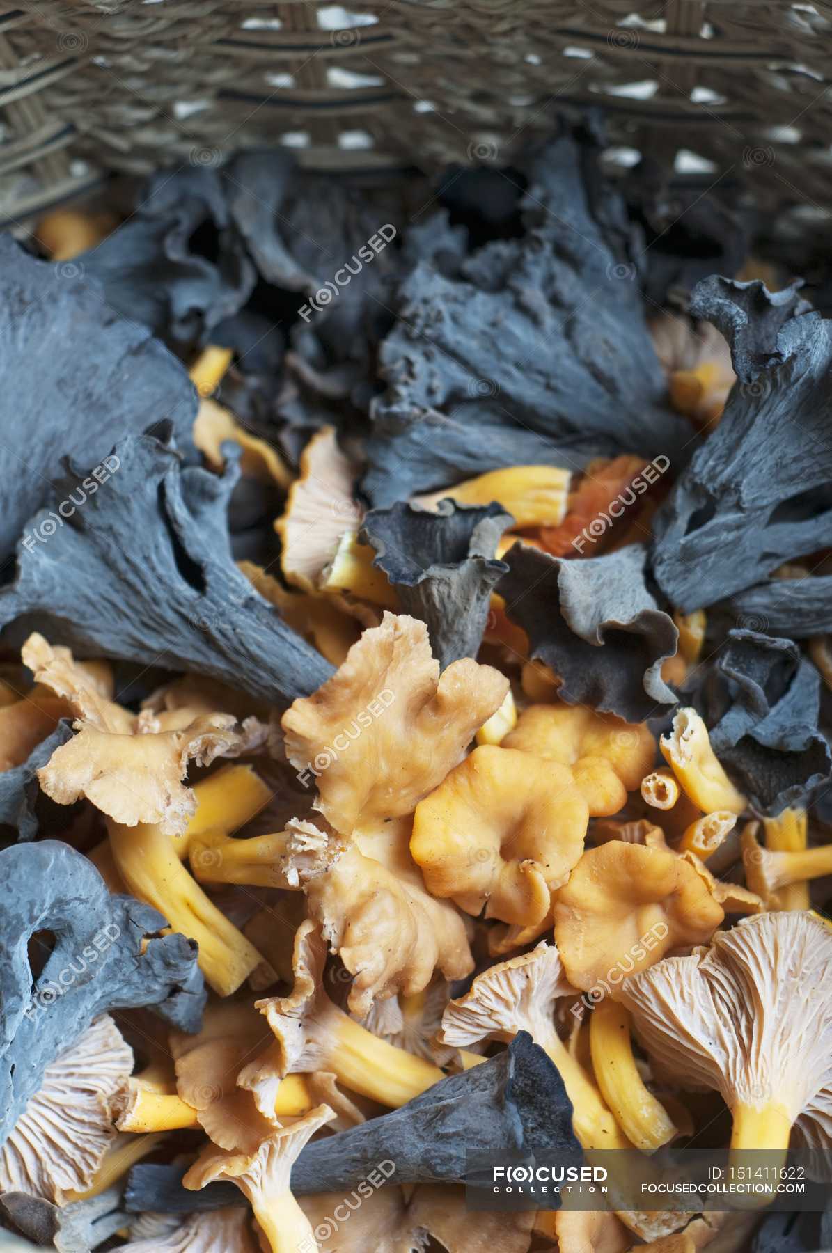 Fresh picked Black Trumpets and Chanterelles — food, edible mushrooms