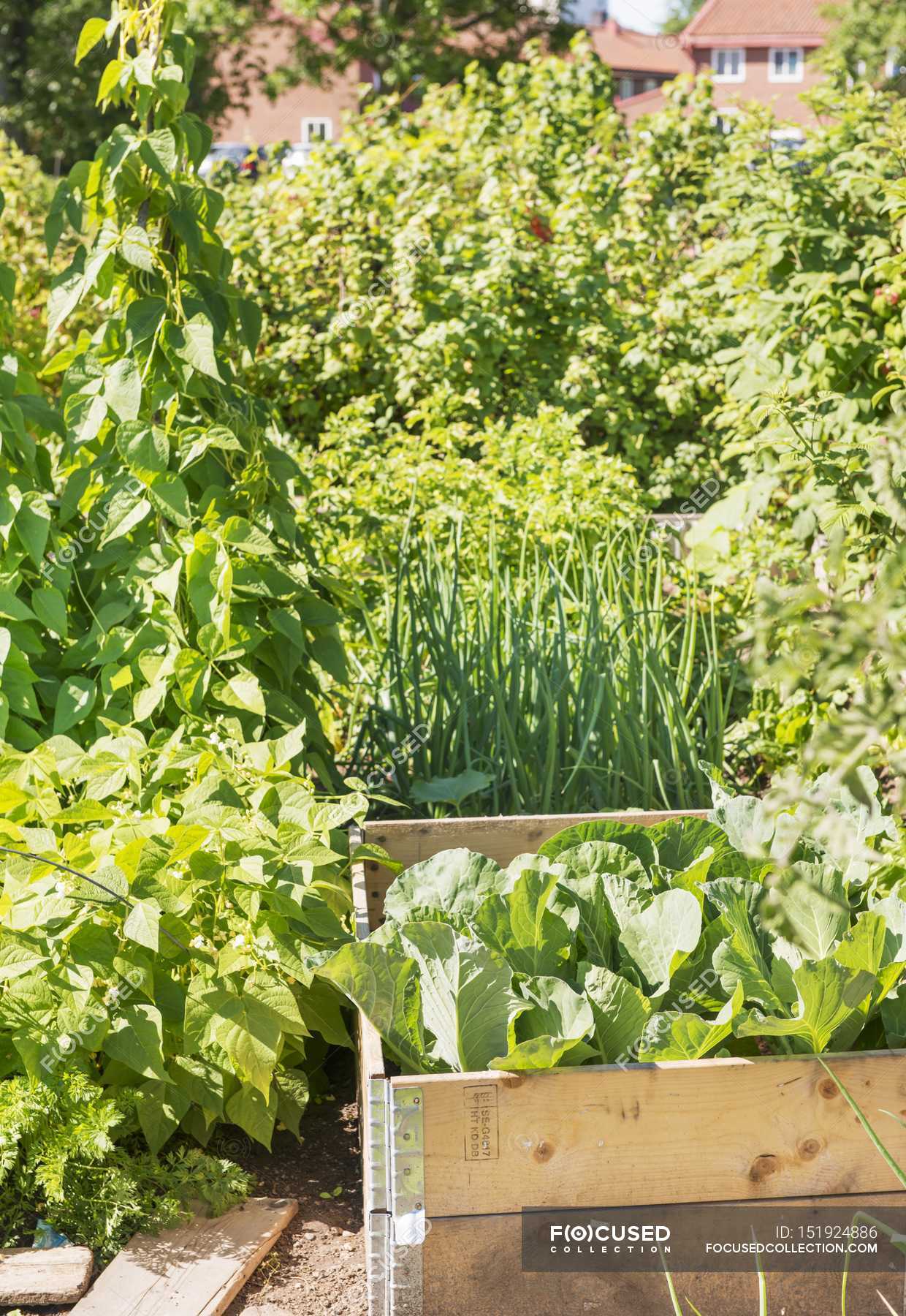 A garden where various vegetables and plants are growing outdoors ...