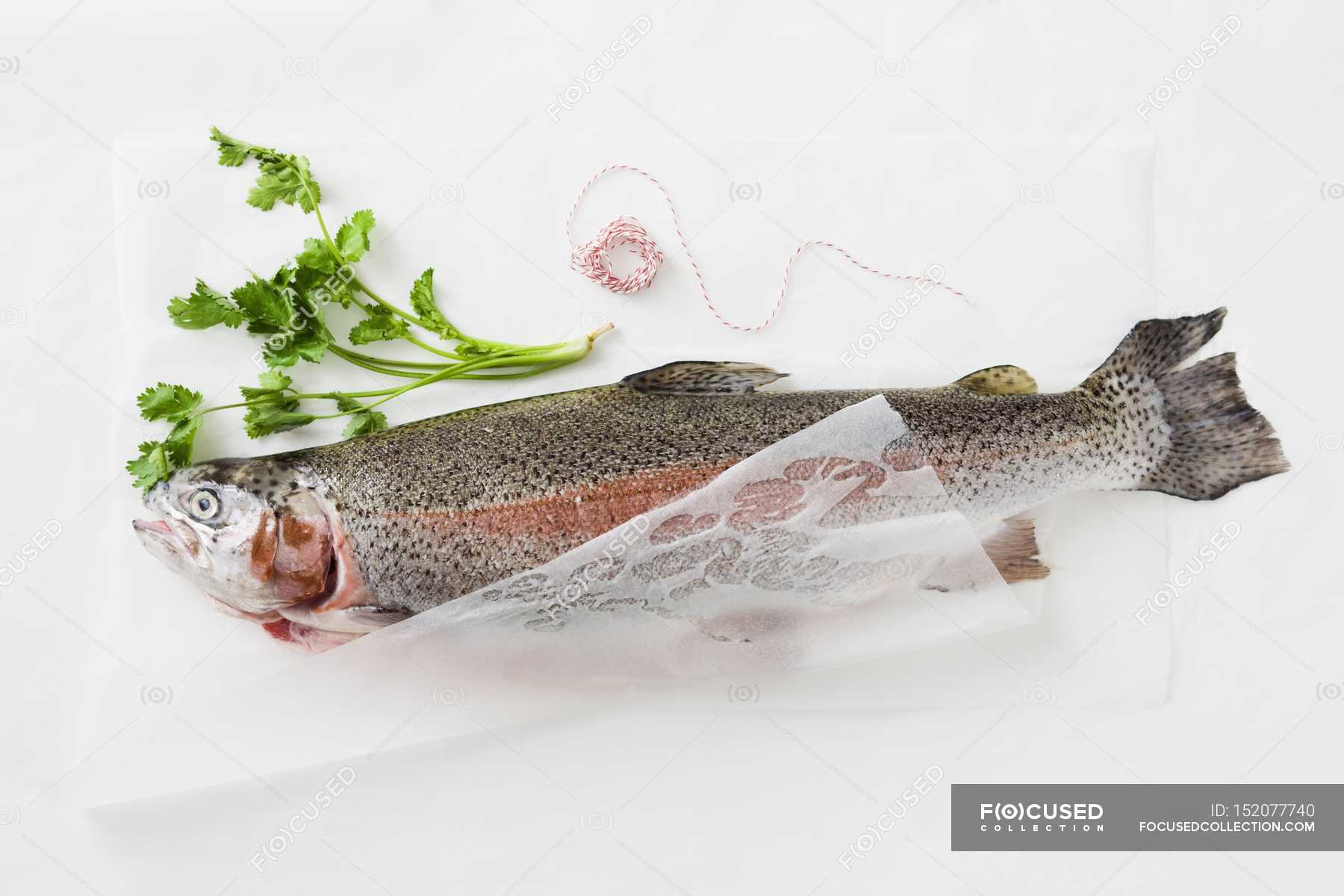 Fresh trout on paper with parsley — ingredient, delicious Stock Photo