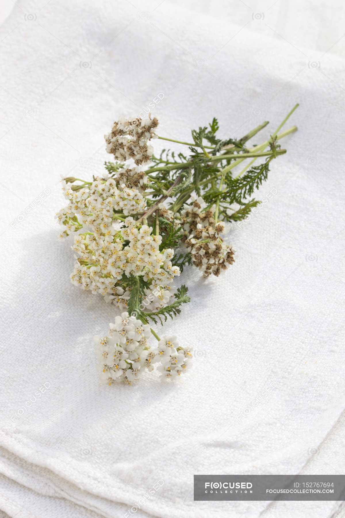 Elevated view of fresh yarrow blossoms on a white linen cloth — flavour ...