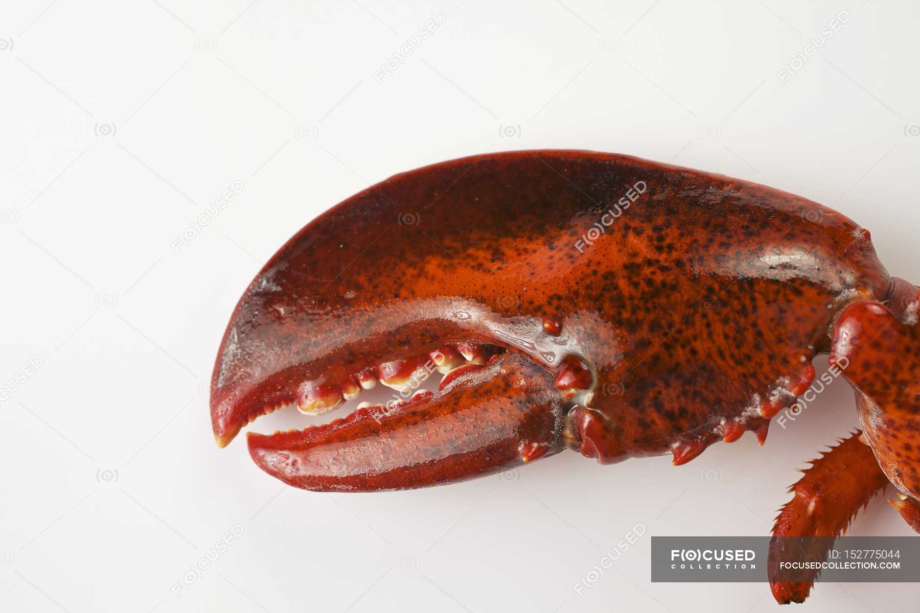Closeup View Of Lobster Claw On White Surface Red Close Up Stock Photo 152775044