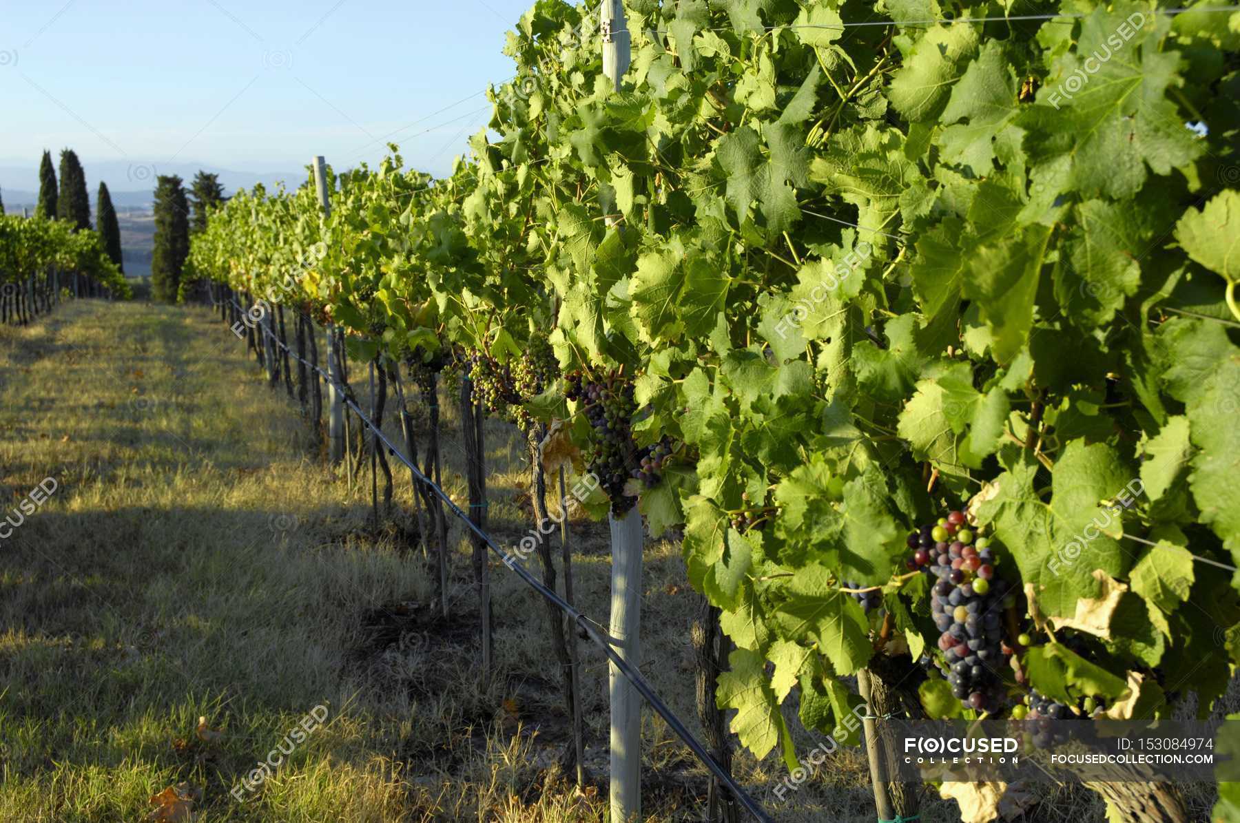 Merlot grapes on the vine — antioxidant, outdoor scene Stock Photo 153084974