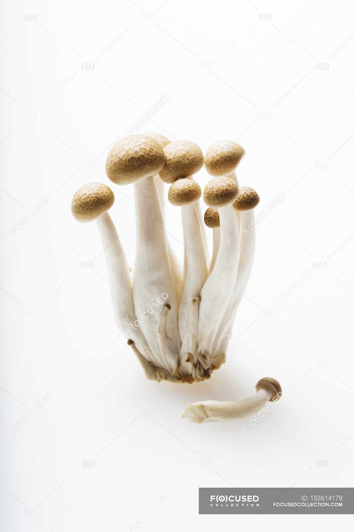 Buna Shimeji Mushrooms on a White — silo, foods - Stock Photo | #153614178