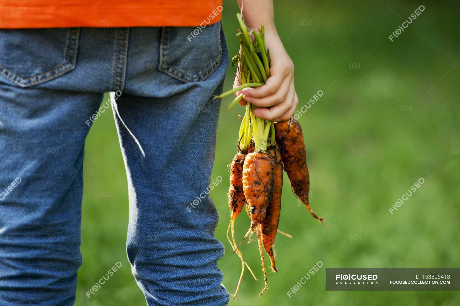 Child holding carrots — fresh picked, rustic Stock Photo 153806418
