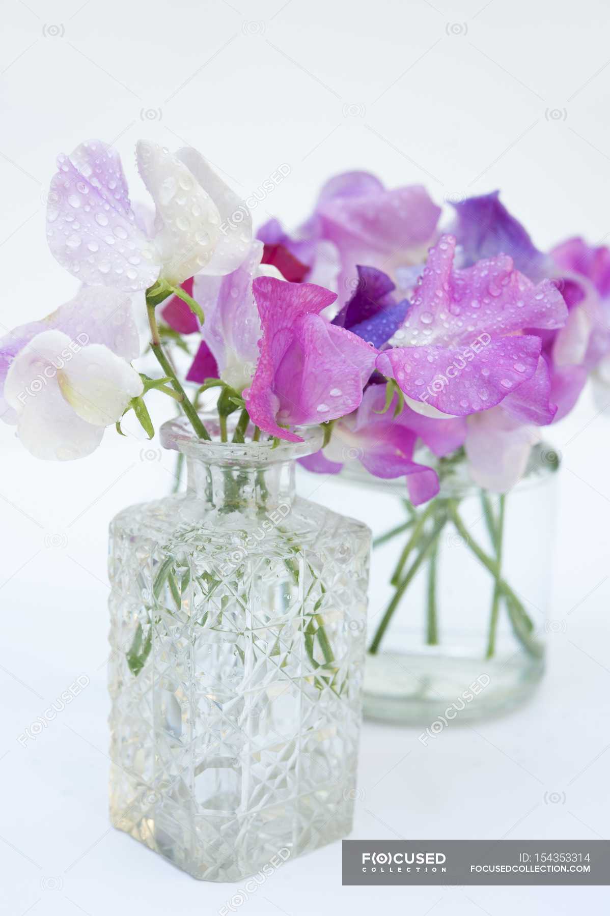 Closeup View Of Purple And White Sweet Peas In Glass Vases Color