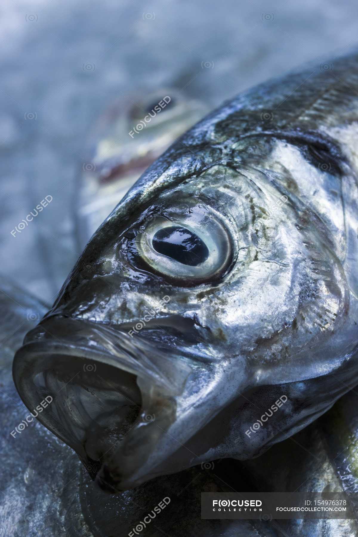 Fresh mackerel head — uncooked, background - Stock Photo | #154976378